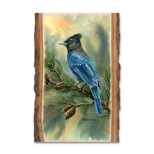 Magnet: Live Edge - Bartholet's Steller's Jay