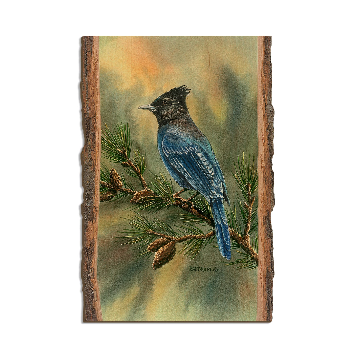 Bartholet's Steller's Jay  - Live Edge Live Edge Postcard (5pk // $2.80ea)