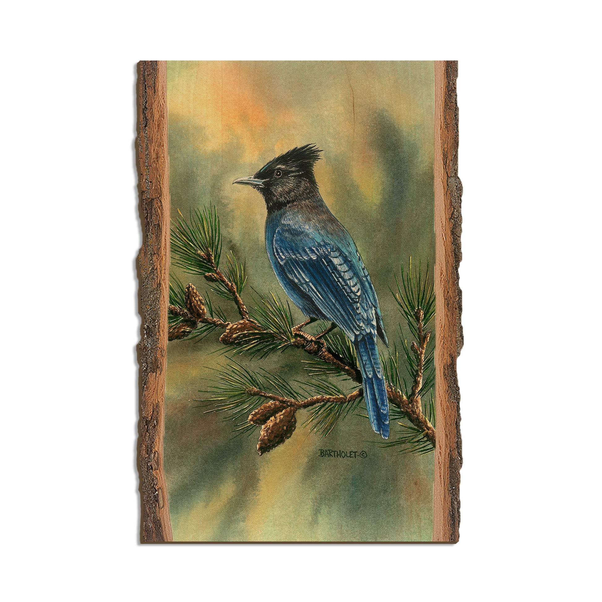 Bartholet's Steller's Jay  - Live Edge Live Edge Postcard (5pk // $2.80ea)