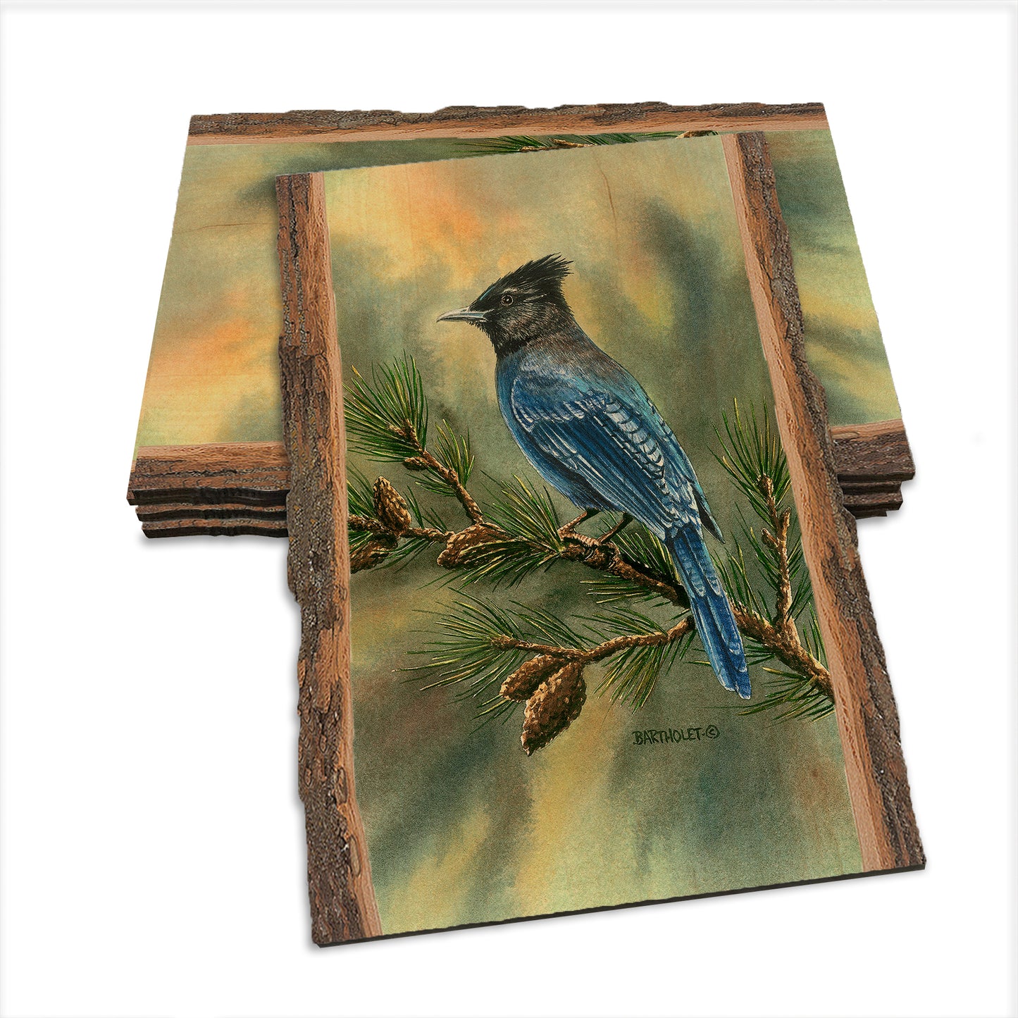Bartholet's Steller's Jay  - Live Edge Live Edge Postcard (5pk // $2.80ea)