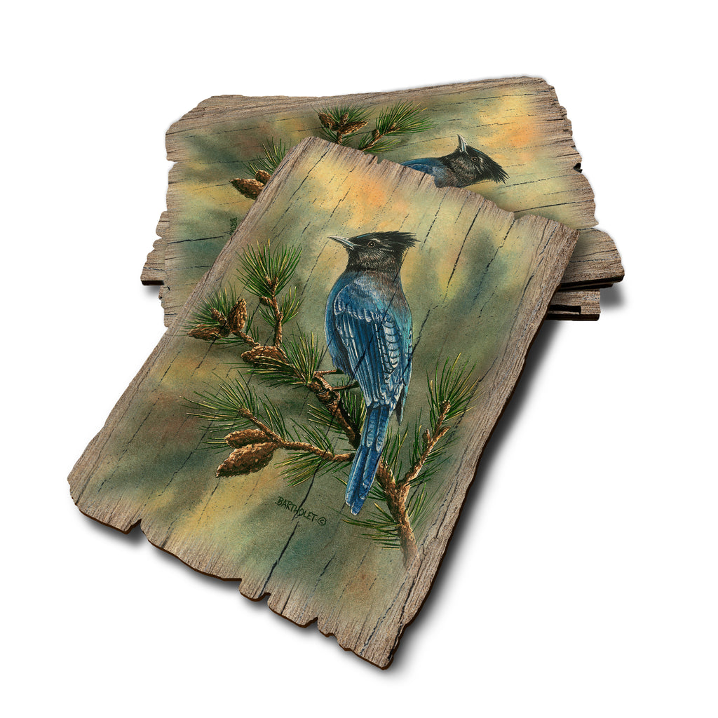 Bartholet's Stellers Jay - Weathered Edge Rustic Edge Postcard (5pk // $2.80ea)