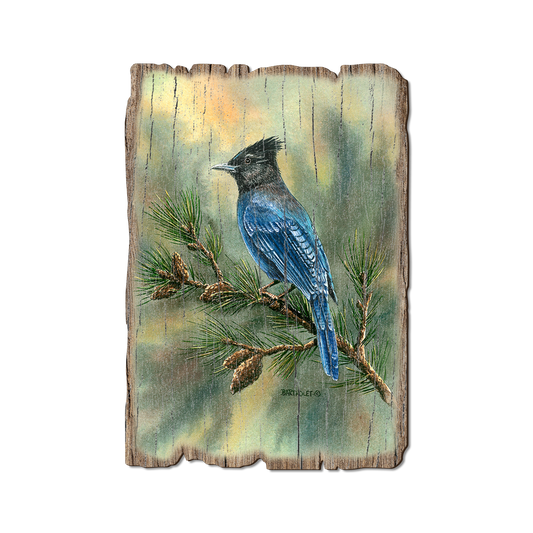 Greeting Card: Weathered Edge - Bartholet's Steller's Jay