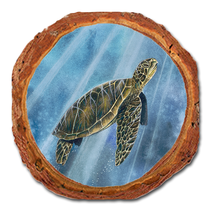 Coaster: Live Edge - Bartholet's Sea Turtle (Pack of 5)