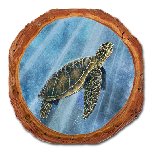 Coaster: Live Edge - Bartholet's Sea Turtle (Pack of 5)