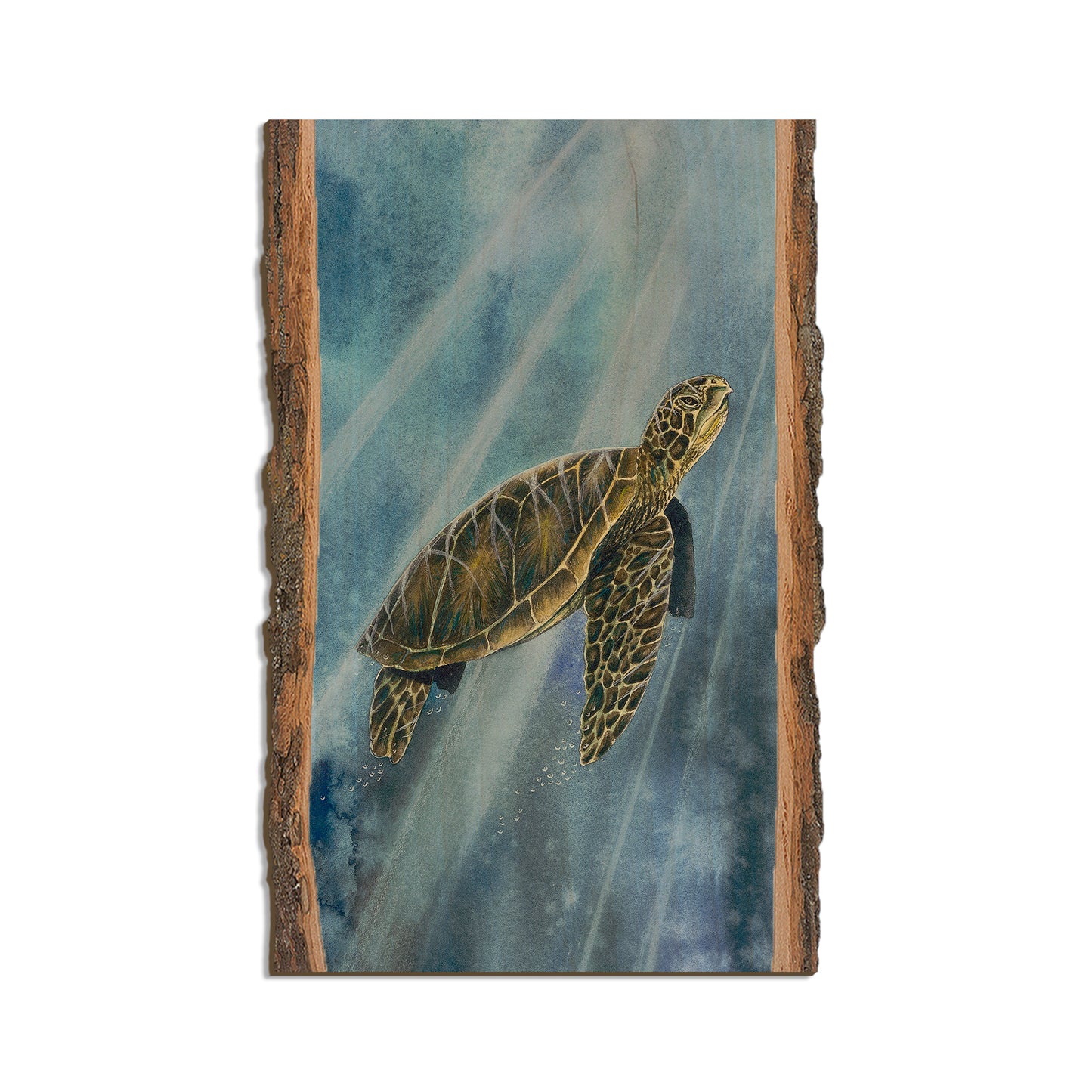Bartholet's Sea Turtle  - Live Edge Live Edge Magnet (5pk // $2.80ea)