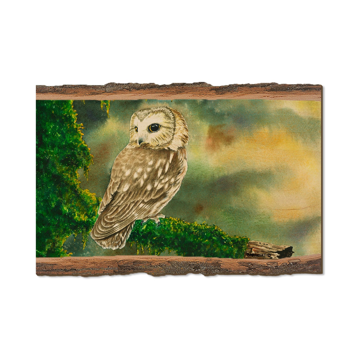 Bartholet's Saw Whet  - Live Edge Live Edge Postcard (5pk // $2.80ea)