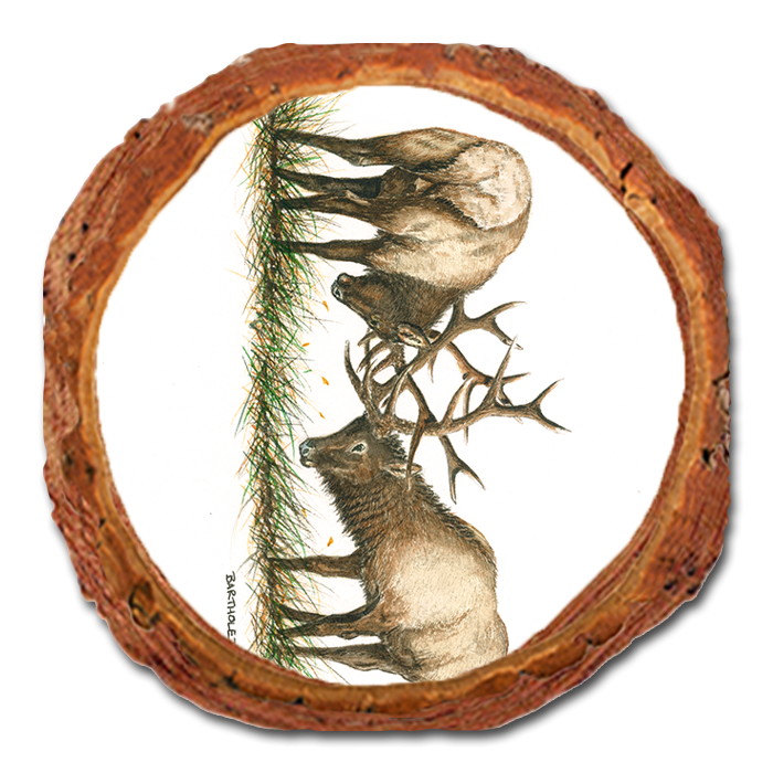 Coaster: Live Edge - Bartholet's The Battle (Pack of 5)