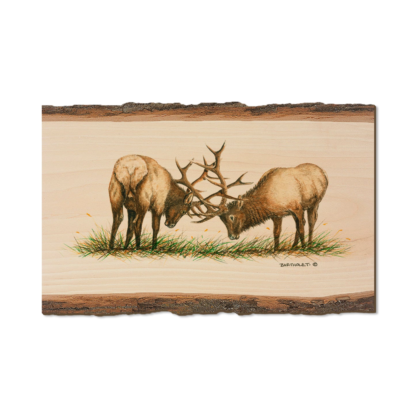 Bartholet's The Battle  - Live Edge Live Edge Magnet (5pk // $2.80ea)
