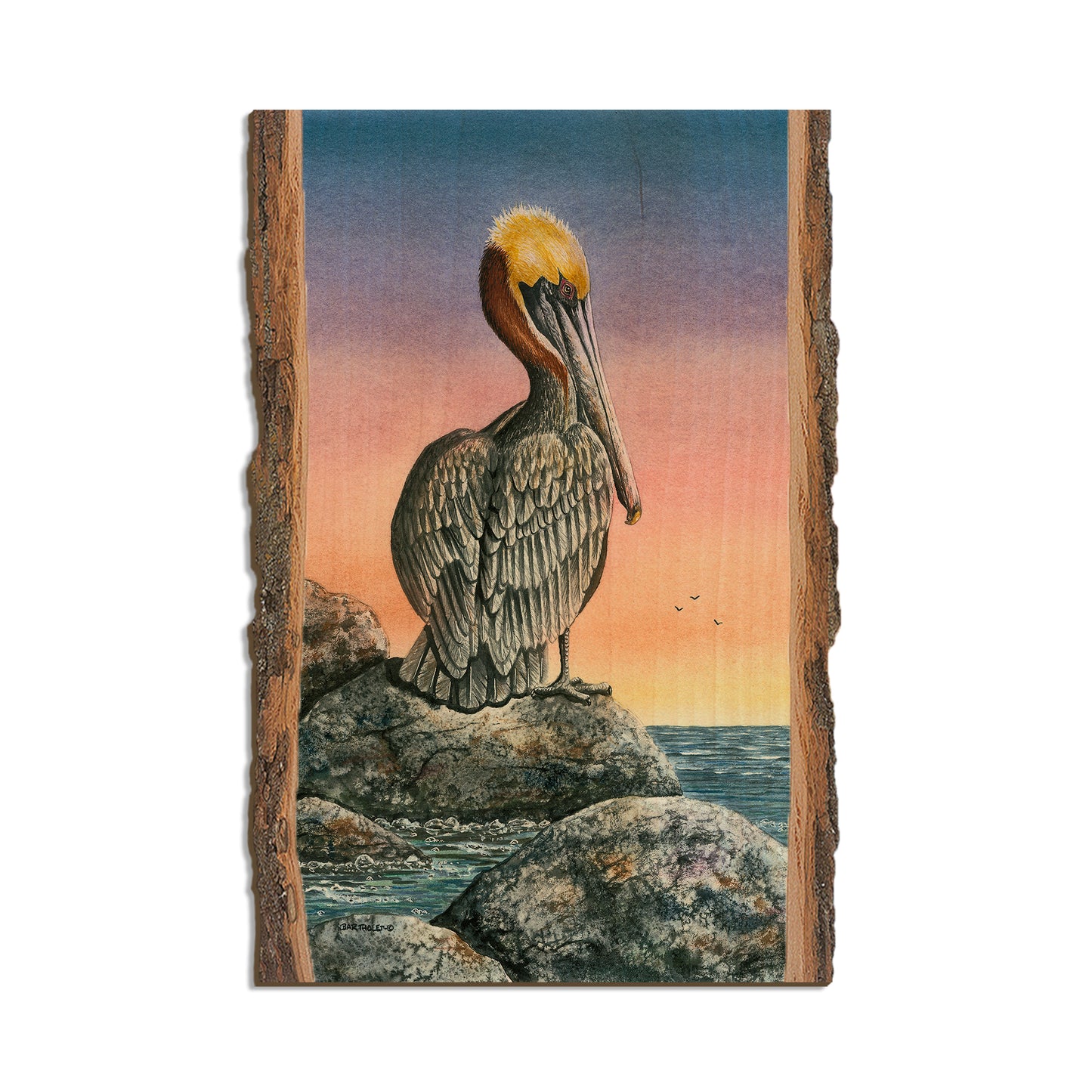 Bartholet's The Cove  - Live Edge Live Edge Postcard (5pk // $2.80ea)