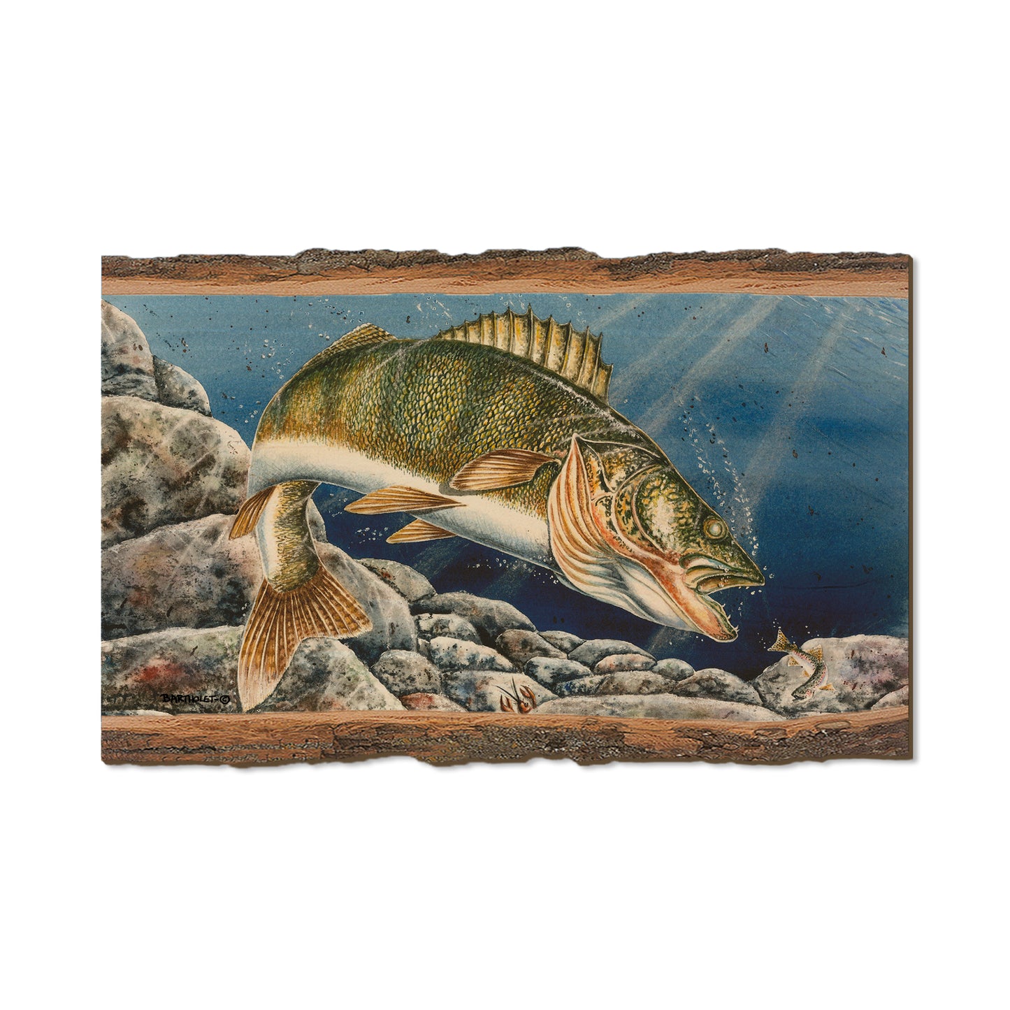 Bartholet's Walleye  - Live Edge Live Edge Magnet (5pk // $2.80ea)