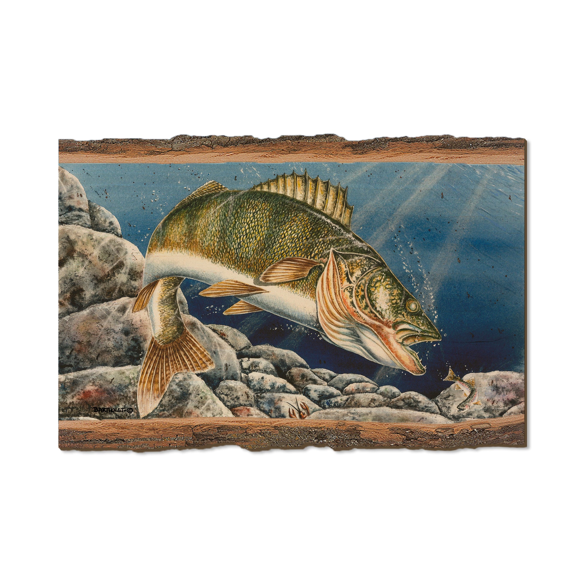 Bartholet's Walleye  - Live Edge Live Edge Postcard (5pk // $2.80ea)