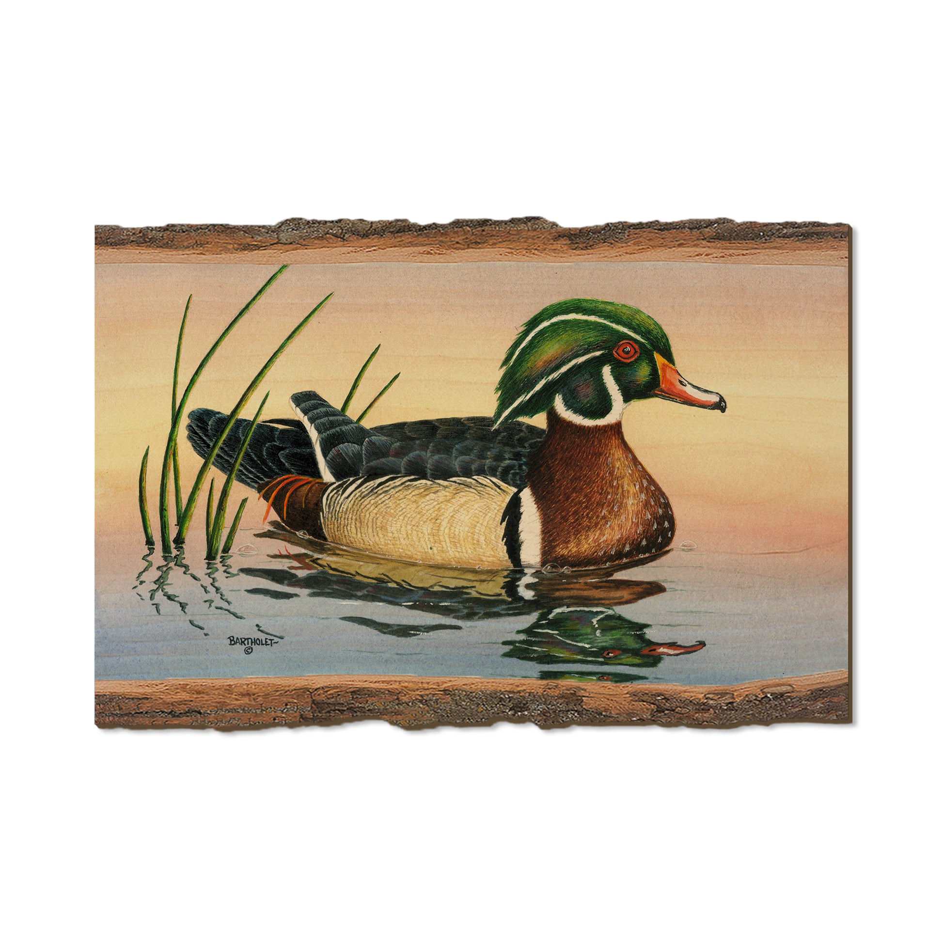 Bartholet's Woody  - Live Edge Live Edge Postcard (5pk // $2.80ea)