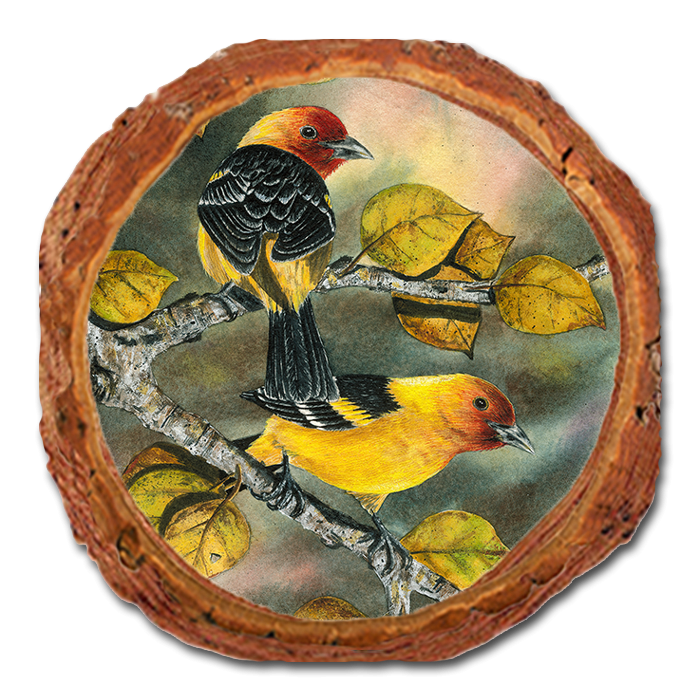 Coaster: Live Edge - Bartholet's Tanagers (Pack of 5)