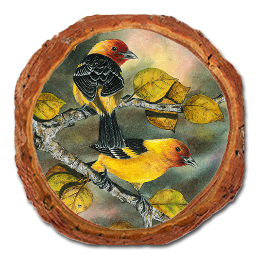 Coaster: Live Edge - Bartholet's Tanagers (Pack of 5)