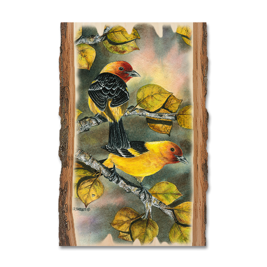 Magnet: Live Edge - Bartholet's Tanagers