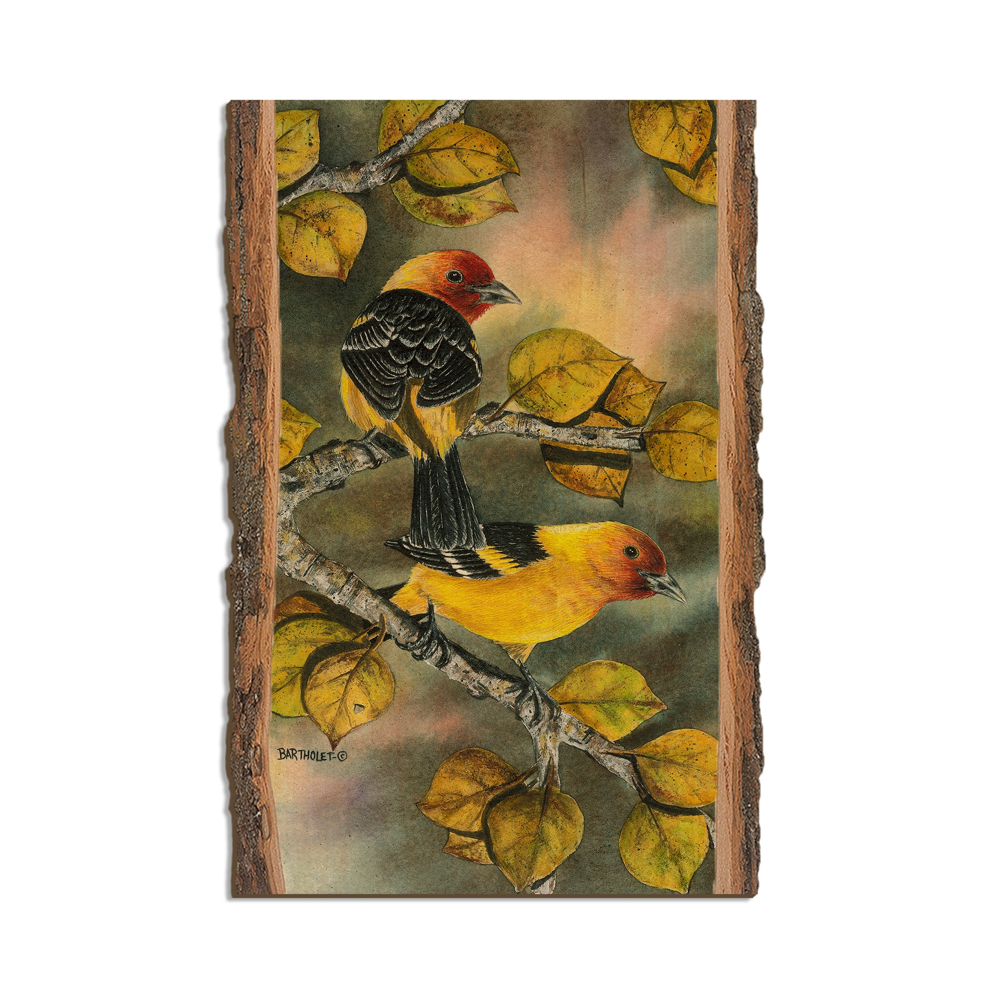 Bartholet's Tanagers  - Live Edge Live Edge Postcard (5pk // $2.80ea)