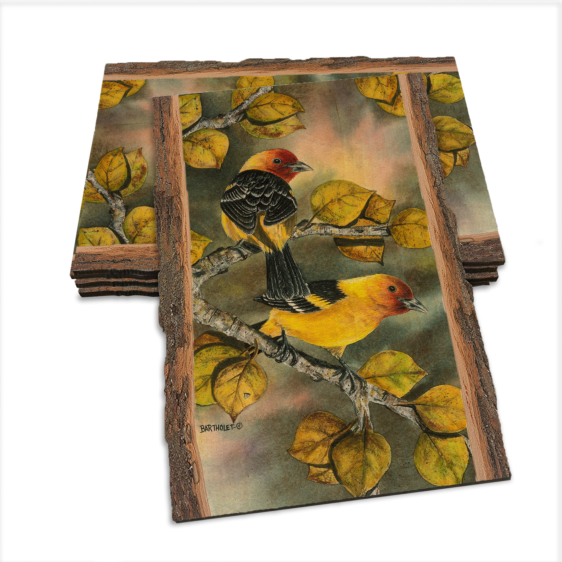 Bartholet's Western Tanagers  - Live Edge Live Edge Postcard (5pk // $2.80ea)