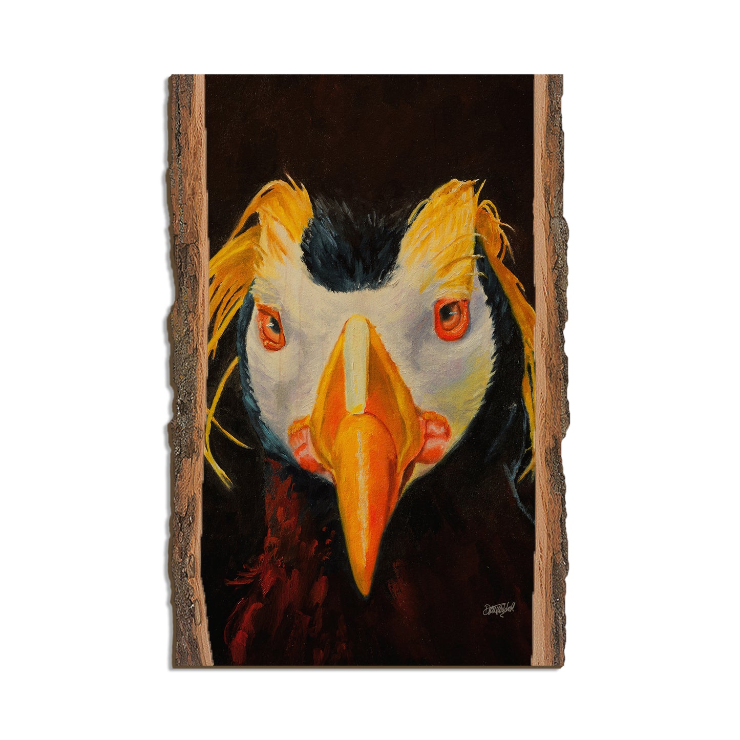 Twitchell's Tufted Puffin - Live Edge Live Edge Postcard (5pk // $2.80ea)