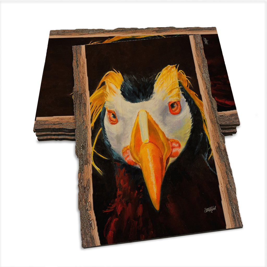Twitchell's Tufted Puffin - Live Edge Live Edge Postcard (5pk // $2.80ea)