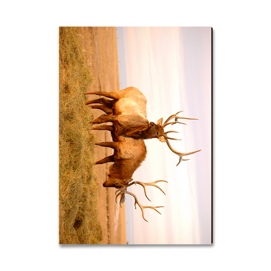 Greeting Card: Classic Edge - Bull Elk