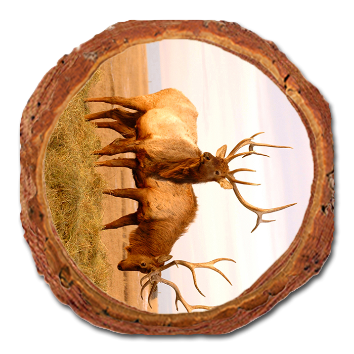 Coaster: Live Edge - Bull Elk (Pack of 5)