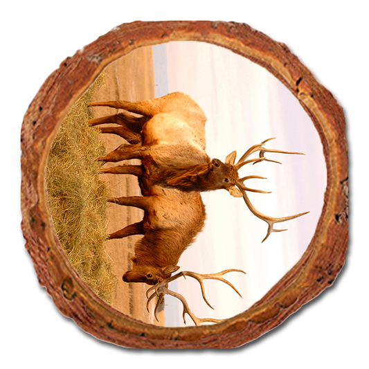 Coaster: Live Edge - Bull Elk (Pack of 5)