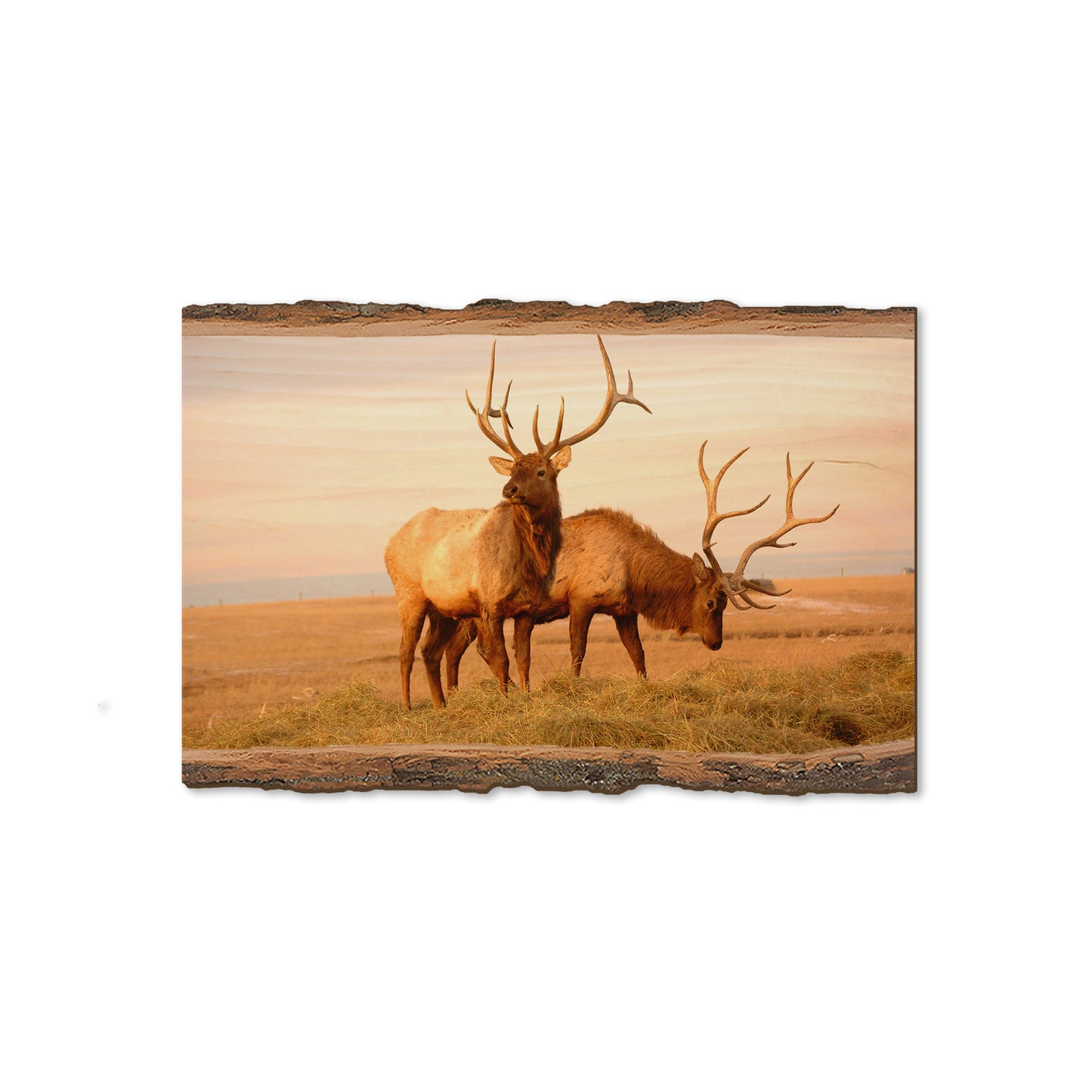 Bull Elk - Live Edge Magnet Live Edge Magnet (5pk // $2.80ea)
