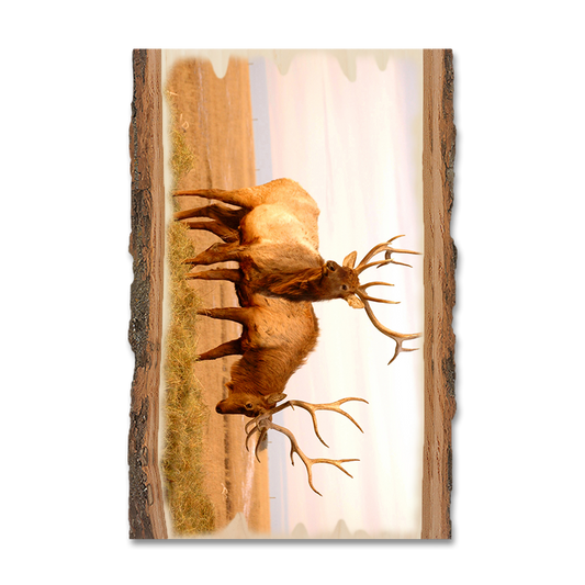 Magnet: Live Edge - Bull Elk