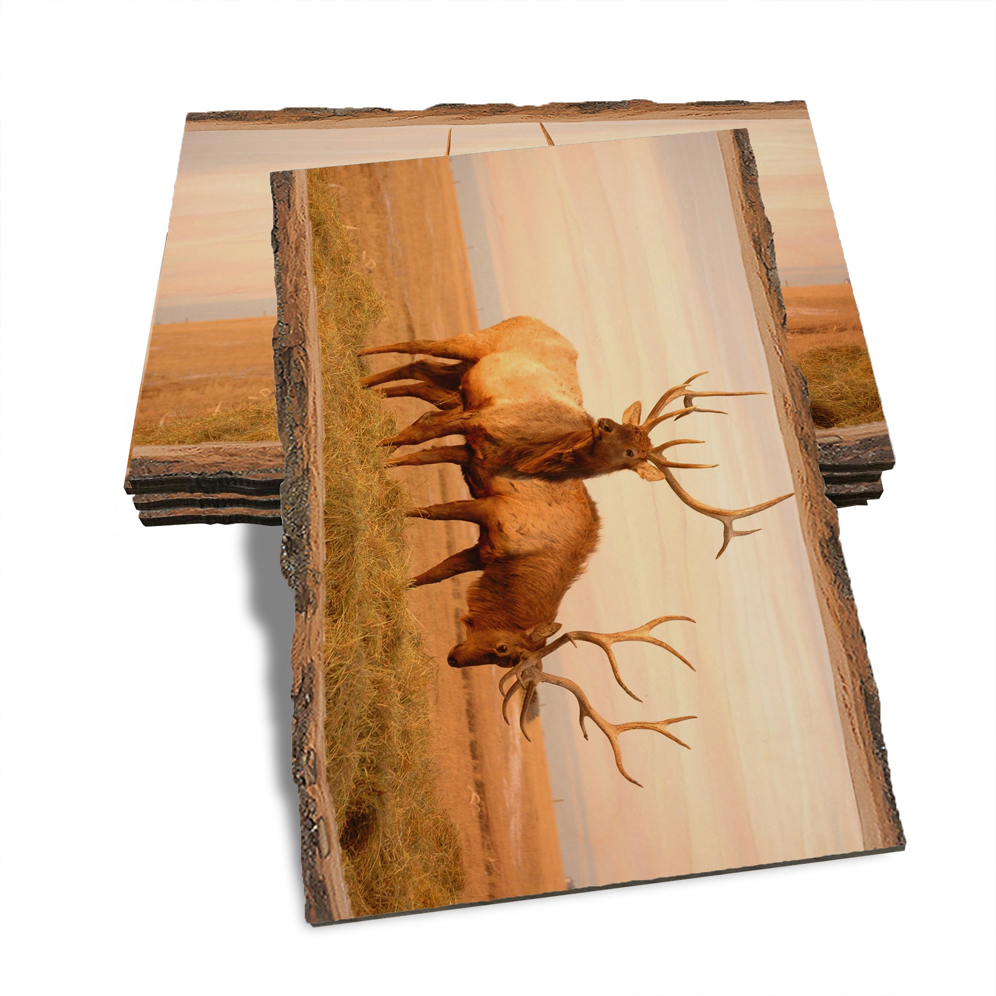 Bull Elk - Live Edge Live Edge Postcard (5pk // $2.80ea)