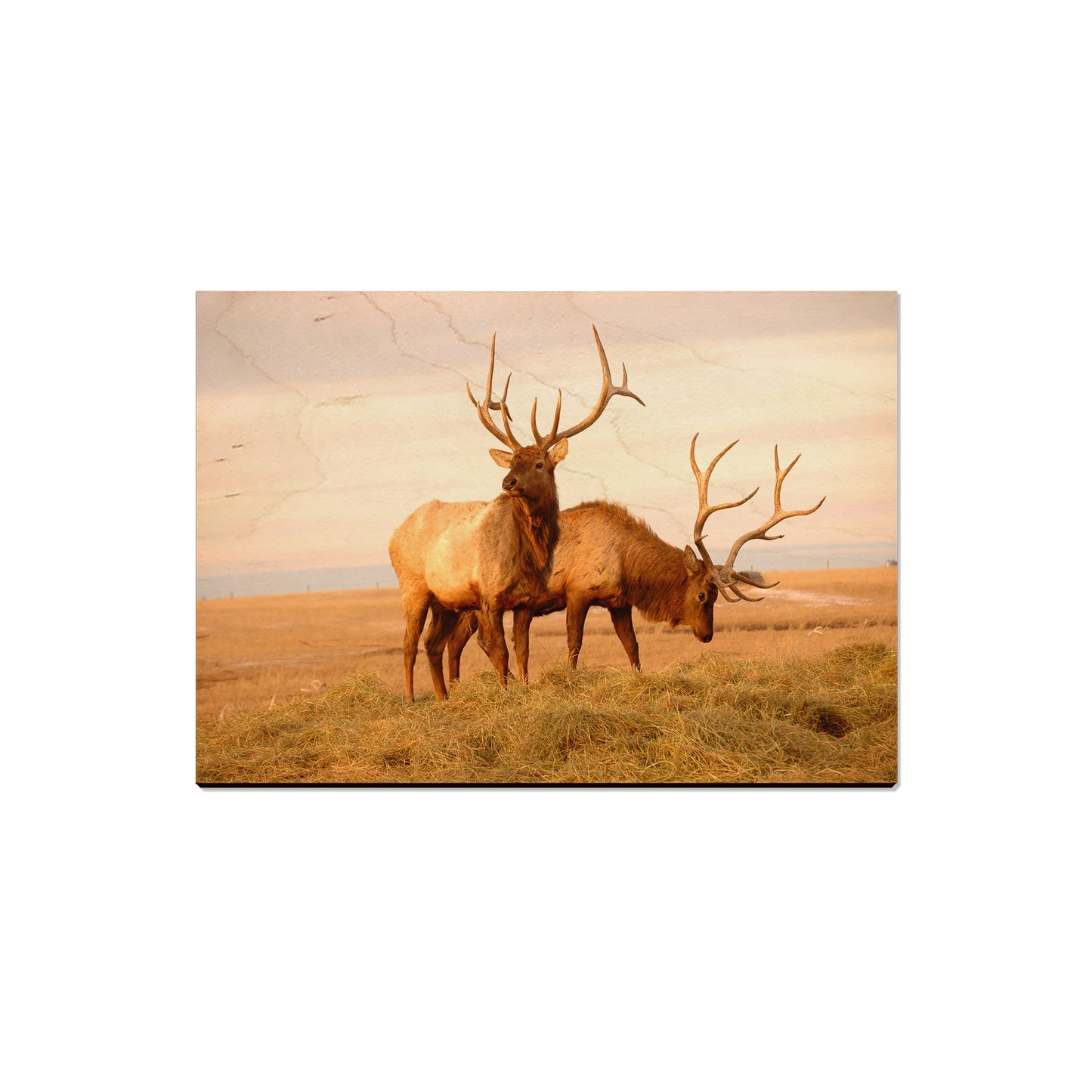 Bull Elk - Magnet Classic Edge Magnet (5pk // $2.80ea)