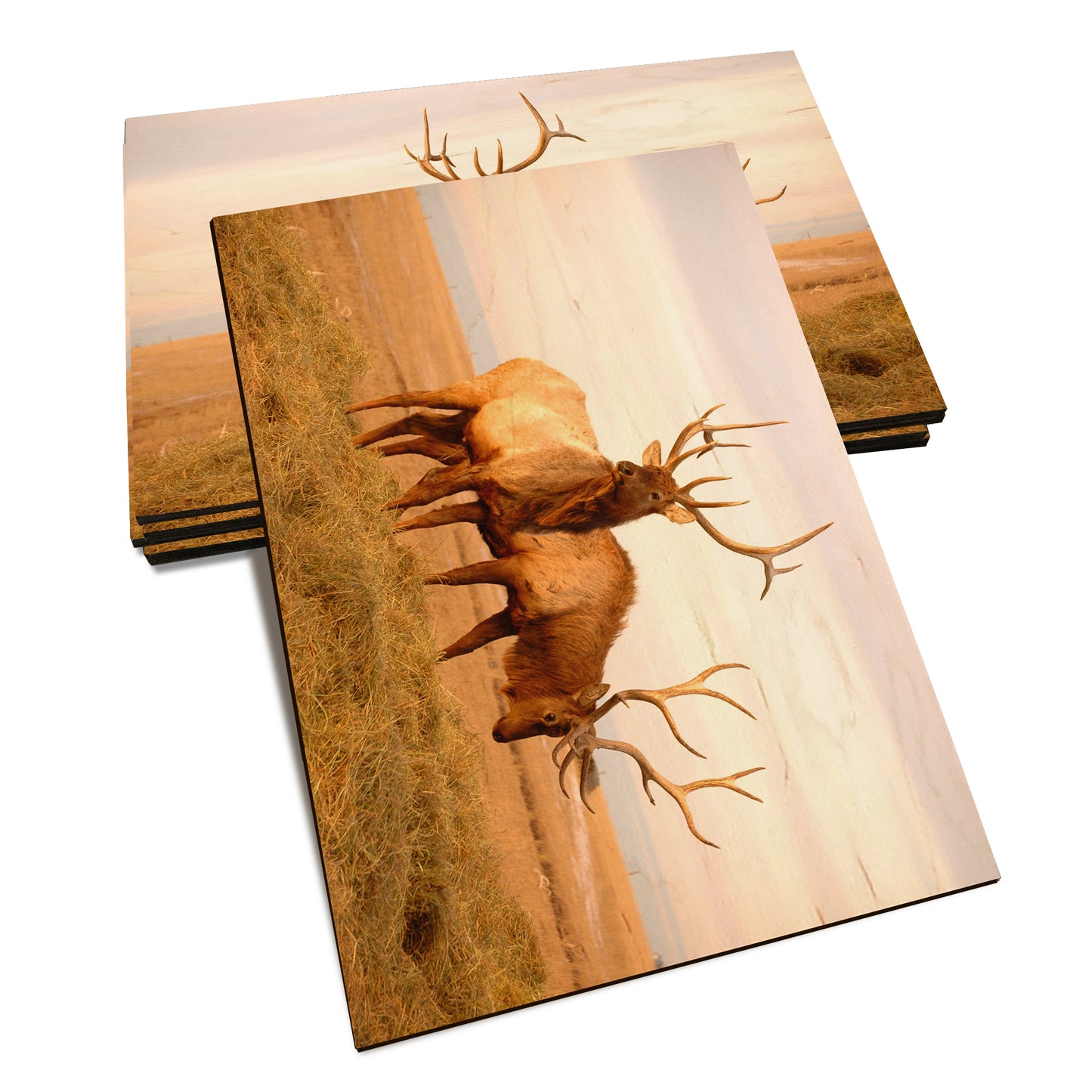 Bull Elk - Classic Edge Classic Edge Postcard (5pk // $2.80ea)