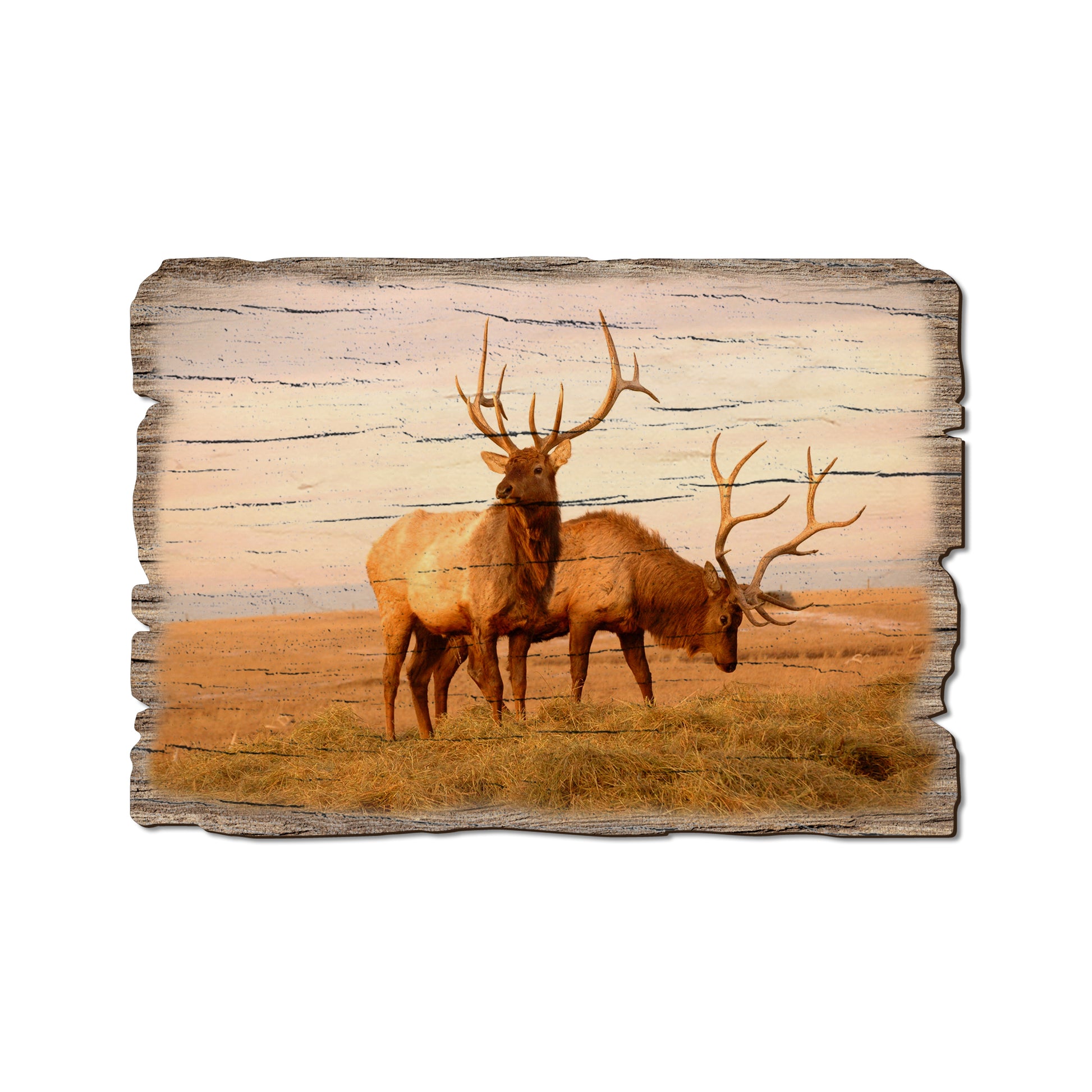 Bull Elk - Weathered Edge Magnet Weathered Edge Postcard (5pk // $2.80ea)