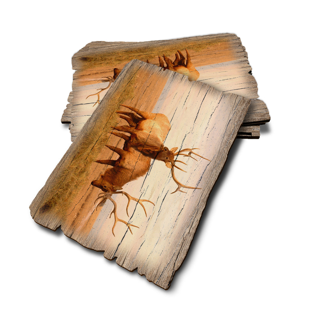 Bull Elk - Weathered Edge Weathered Edge Postcard (5pk // $2.80ea)