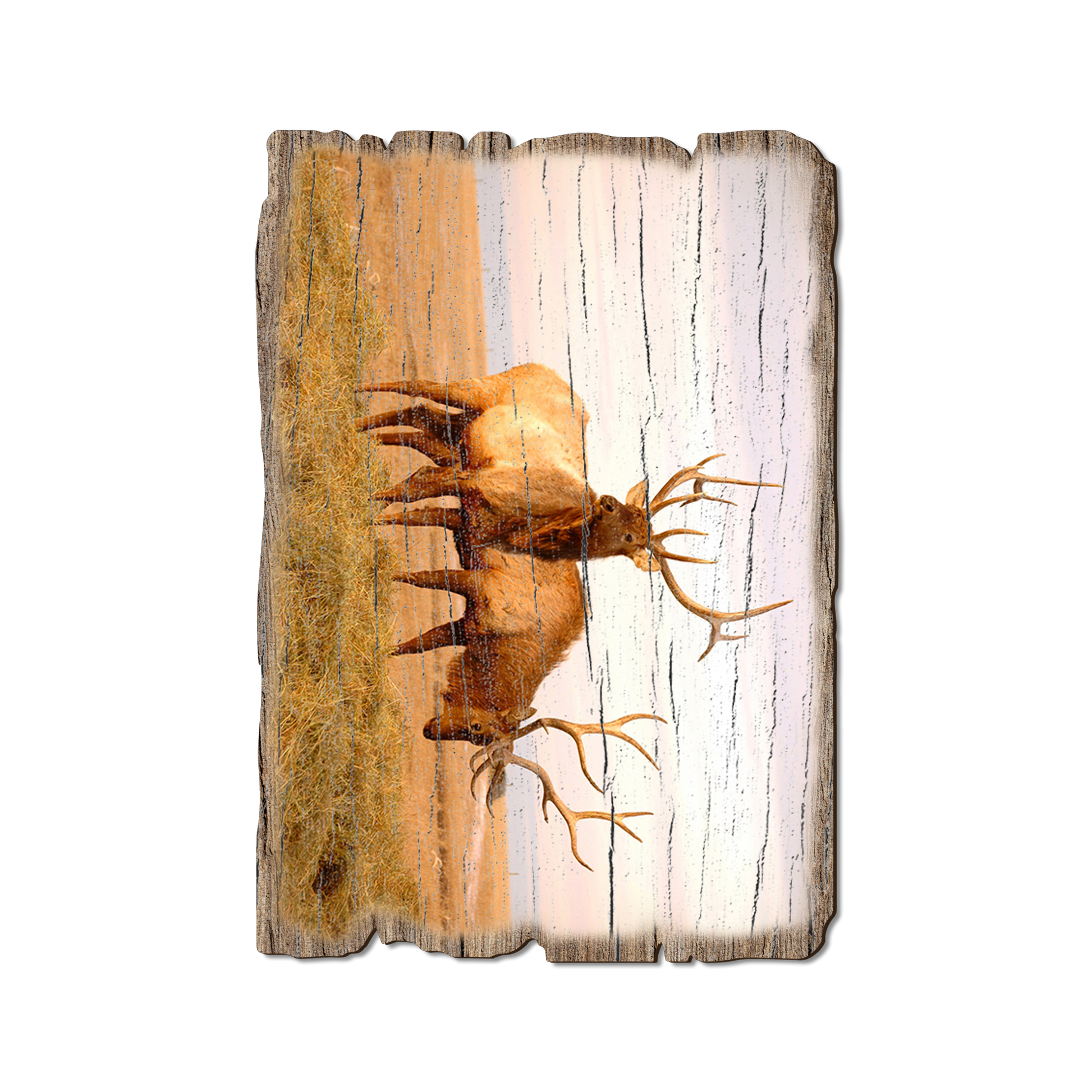Greeting Card: Weathered Edge - Bull Elk (Pack of 5)