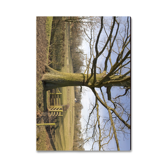Magnet: Classic Edge - Big Oak