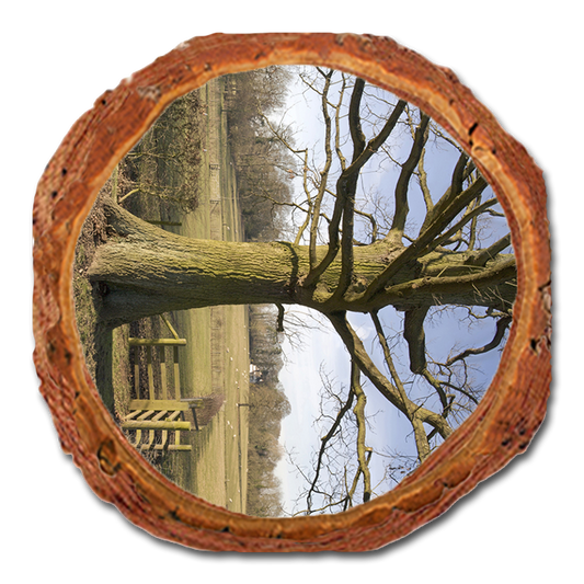 Coaster: Live Edge - Big Oak