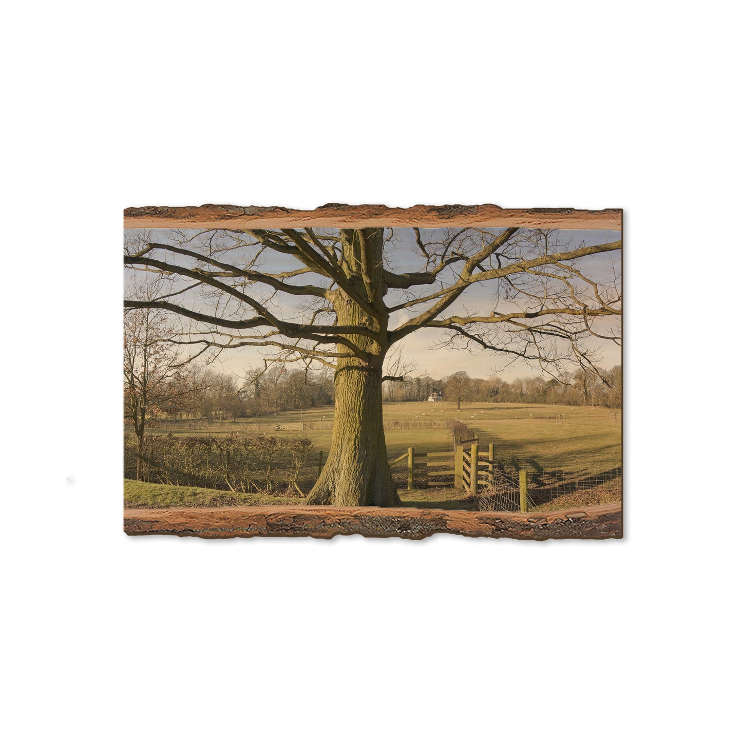 Big Oak - Live Edge Magnet Live Edge Magnet (5pk // $2.80ea)