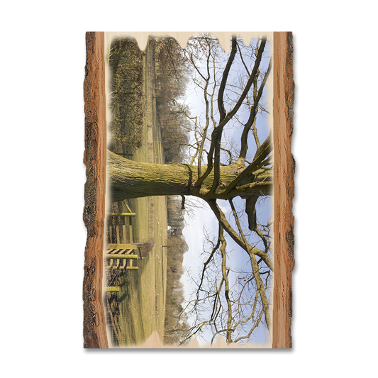 Magnet: Live Edge - Big Oak