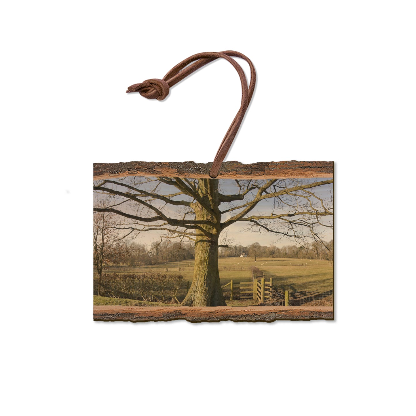 Big Oak - Live Edge Magnet Live Edge Ornament (5pk // $2.80ea)
