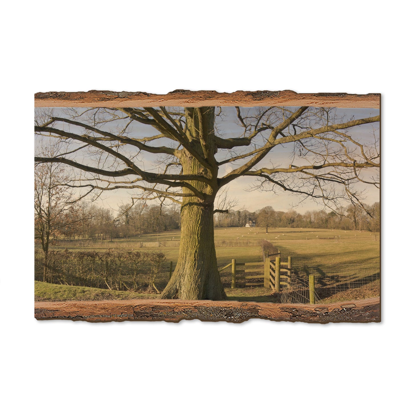 Big Oak - Live Edge Magnet Live Edge Postcard (5pk // $2.80ea)