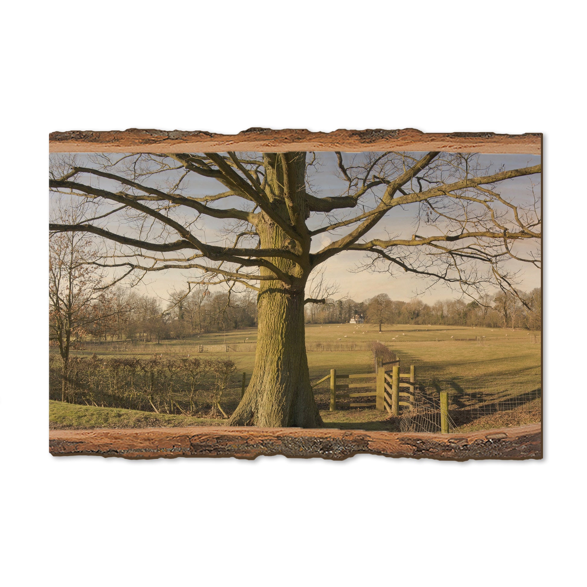 Big Oak - Live Edge Magnet Live Edge Postcard (5pk // $2.80ea)