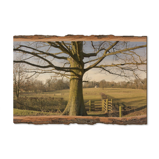 Big Oak - Live Edge Magnet Live Edge Postcard (5pk // $2.80ea)