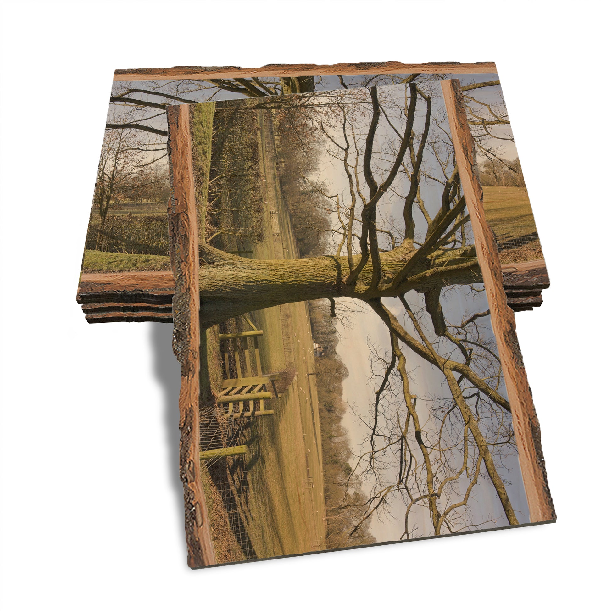 Big Oak - Live Edge Live Edge Postcard (5pk // $2.80ea)