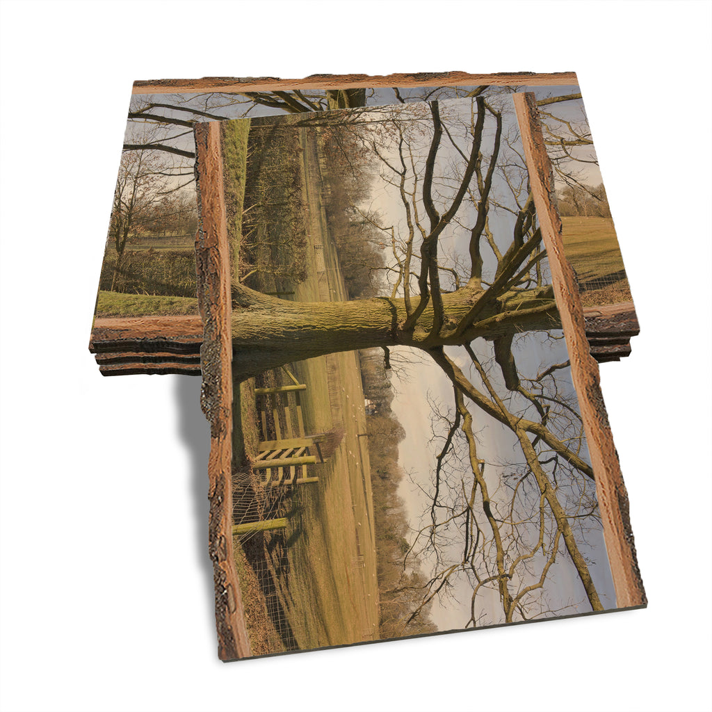 Big Oak - Live Edge Live Edge Postcard (5pk // $2.80ea)