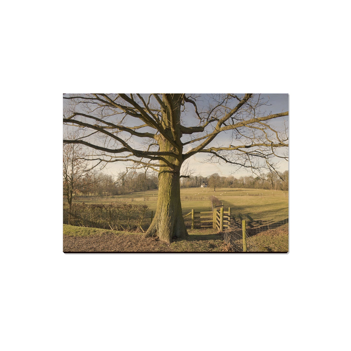 Big Oak - Magnet Classic Edge Magnet (5pk // $2.80ea)
