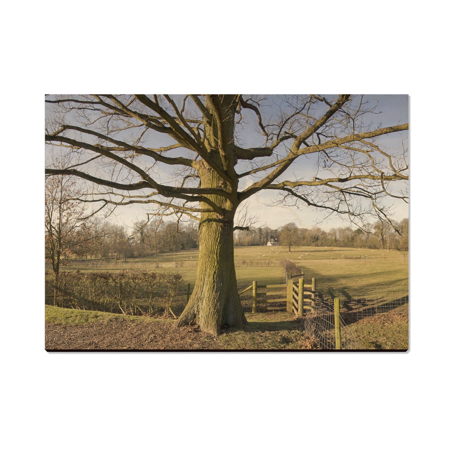 Big Oak - Magnet Classic Edge Postcard (5pk // $2.80ea)