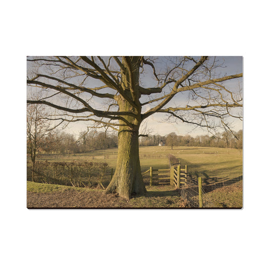 Big Oak - Magnet Classic Edge Postcard (5pk // $2.80ea)