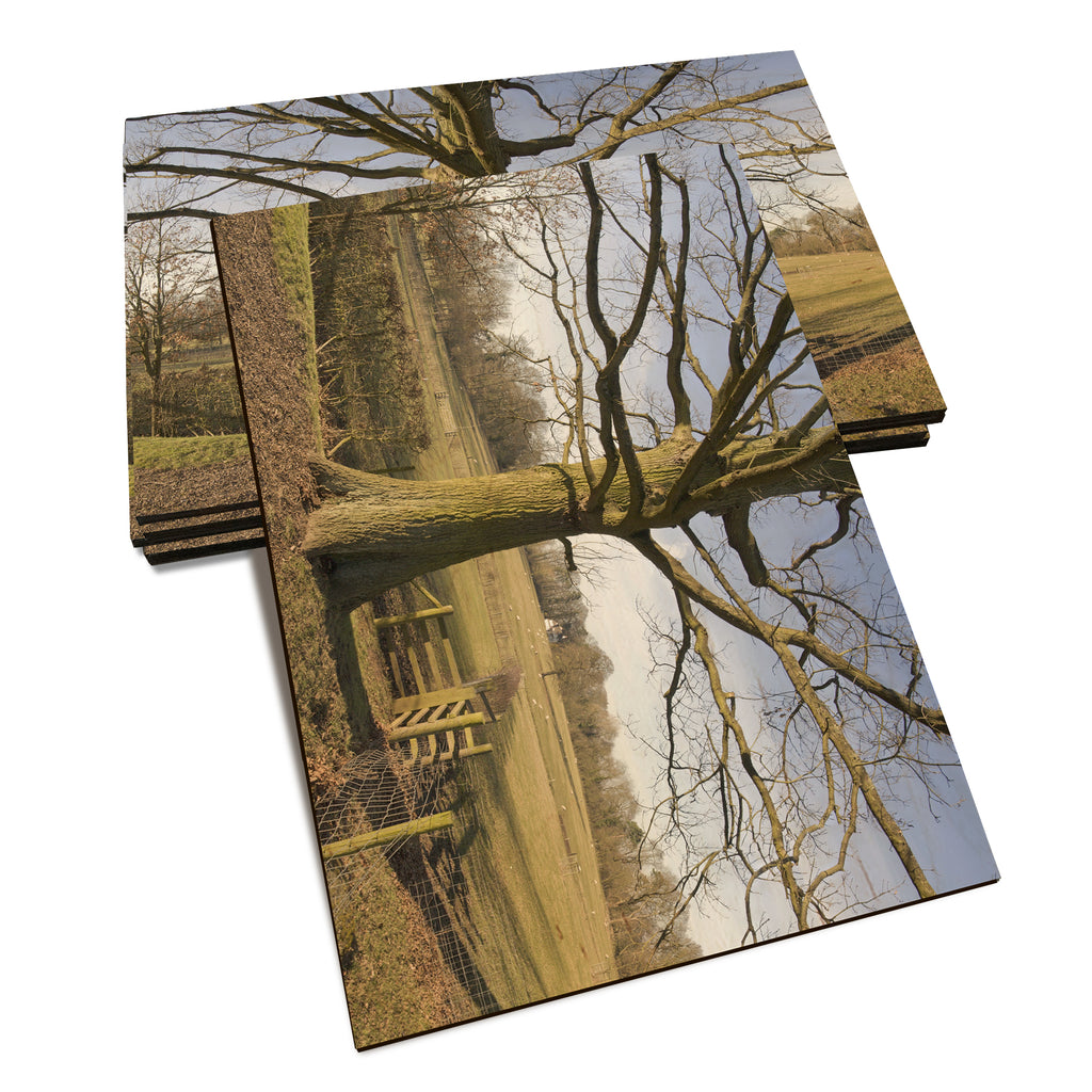 Big Oak - Classic Edge Classic Edge Postcard (5pk // $2.80ea)