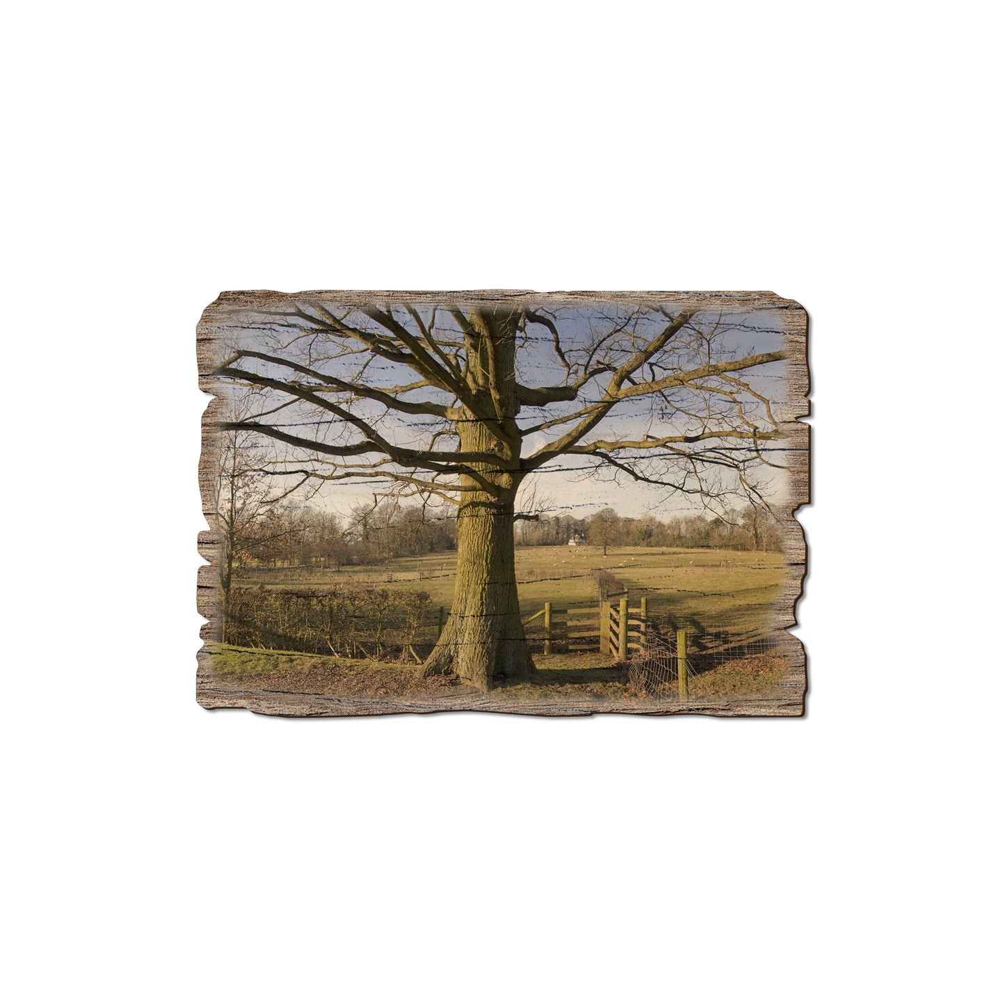 Big Oak - Weathered Edge Magnet Weathered Edge Magnet (5pk // $2.80ea)