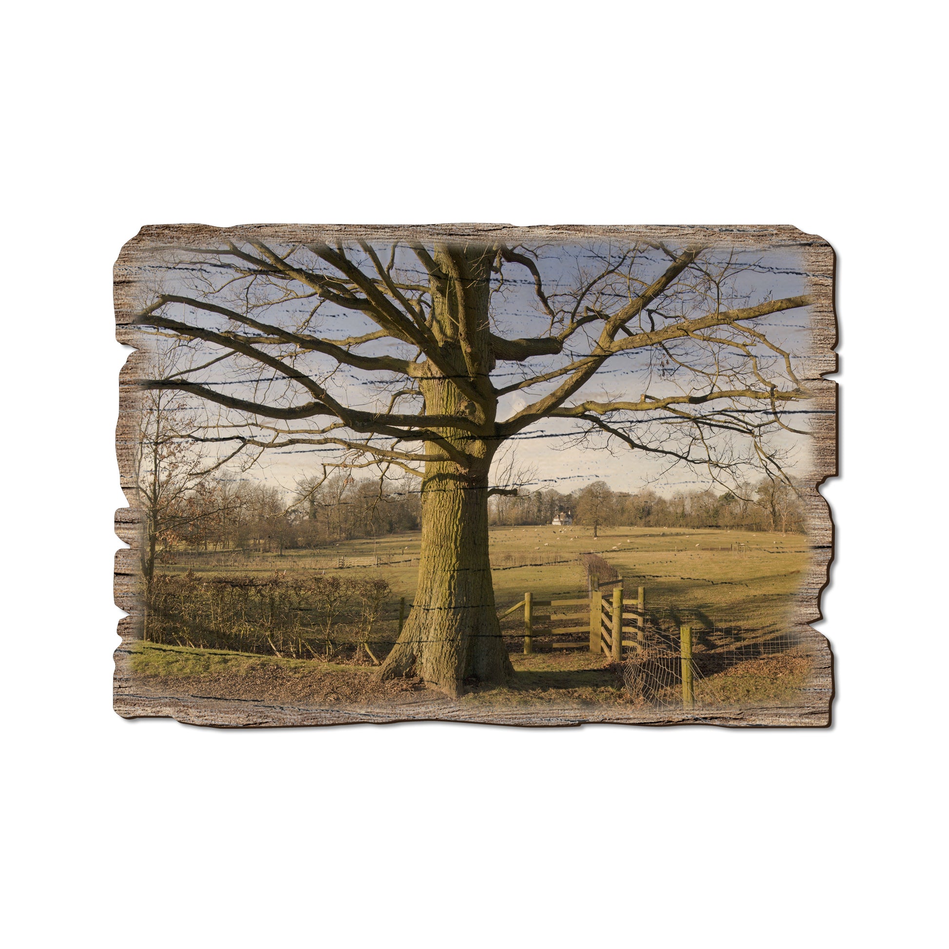 Big Oak - Weathered Edge Magnet Weathered Edge Postcard (5pk // $2.80ea)